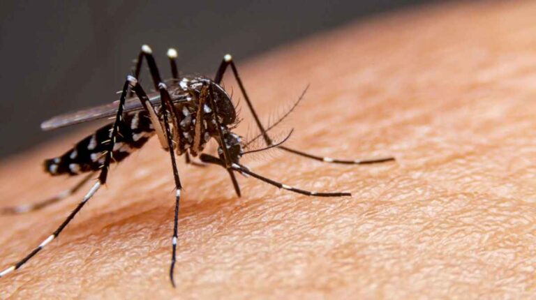 en-que-lugares-y-a-que-hora-suele-picar-mas-el-mosquito-del-dengue,-segun-el-ministro-de-salud-de-caba