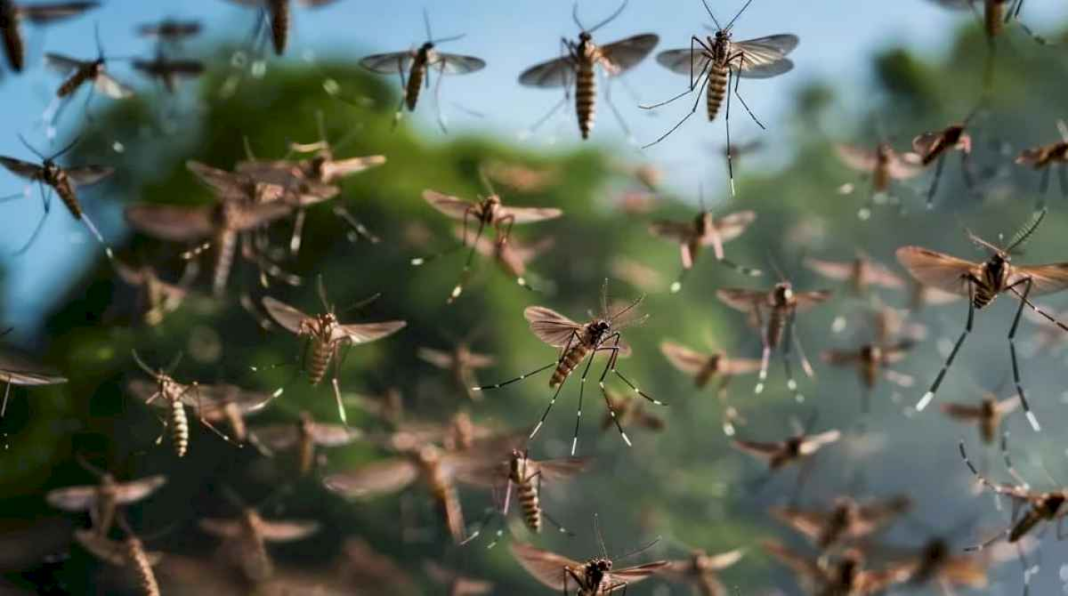 por-que-no-fumigan-contra-el-dengue-en-caba