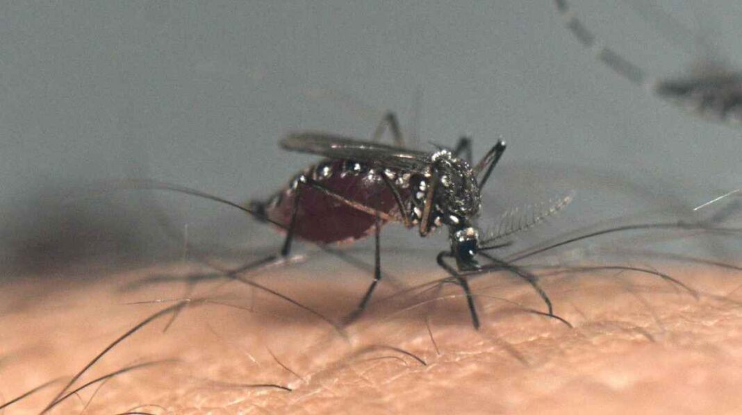 brote-record-de-dengue:-hay-119-muertos-y-163.419-casos-en-lo-que-va-del-2024