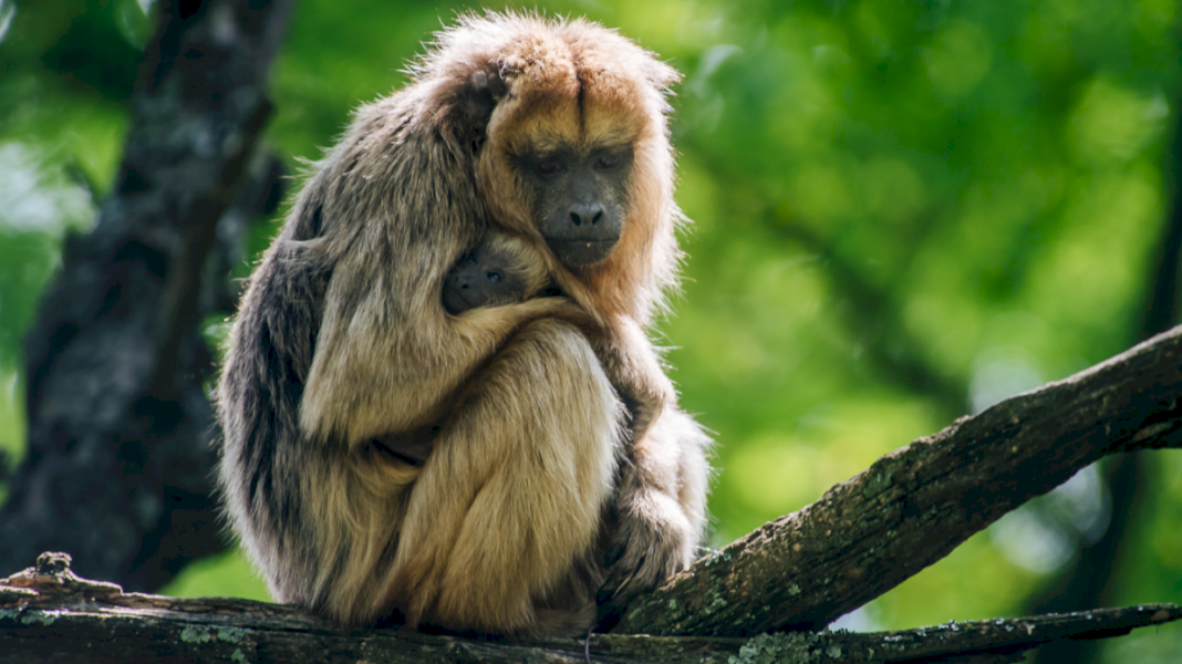 el-unico-refugio-de-monos-en-la-argentina-no-tiene-fondos-suficientes-y-hay-200-animales-en-peligro