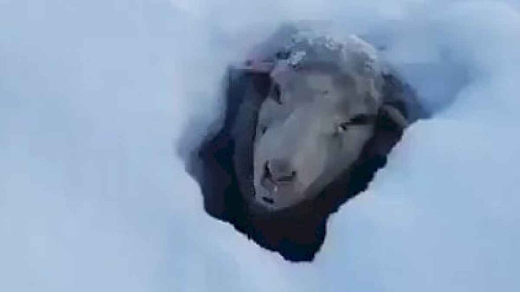 nevada-historica:-el-drama-y-la-lucha-de-un-productor-para-salvar-a-sus-animales-atrapados-en-el-hielo