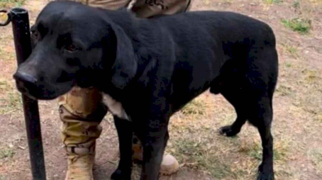 callejerito,-el-perro-heroe-que-salvo-a-tres-ninos-y-ahora-busca-una-familia-que-lo-adopte