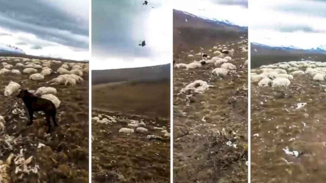 la-peor-postal:-llego-el-deshielo-y-aparecieron-cientos-de-ovejas-muertas-en-un-campo-de-la-patagonia