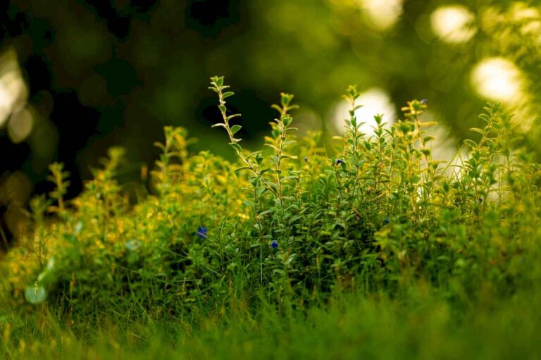 para-el-verano:-asi-se-hace-el-fungicida-que-combate-los-hongos-de-las-plantas