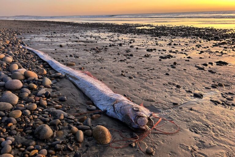 El pez que predice terremotos apareció por segunda vez en una playa de California: qué dicen los científicos?