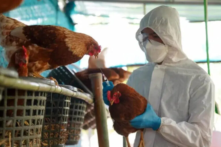 Murió una niña de 3 años con gripe aviar