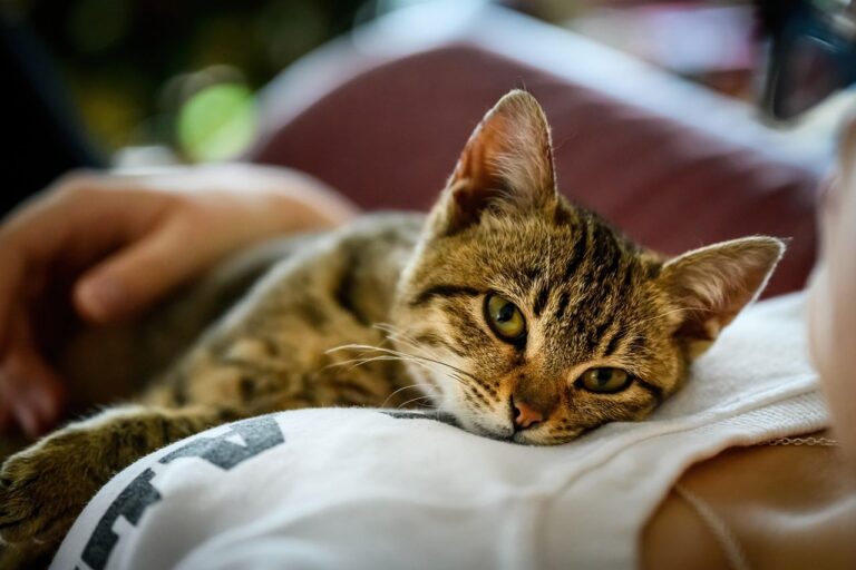 Cinco beneficios de la manzanilla para los gatos