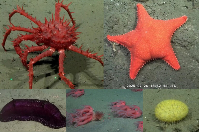 Una expedición científica del Conicet al cañón submarino Mar del Plata causa furor en las redes sociales