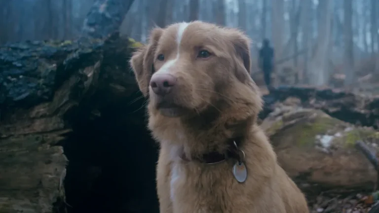 El perro Indy muere en la película «Good Boy»? La búsqueda que se disparó un 2000% en Google
