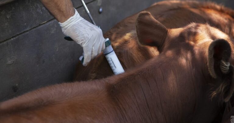El Gobierno oficializó cambios en el plan de vacunación contra la aftosa: se dejarán de vacunar novillos, novillitos y vaquillonas desde la segunda campaña de 2026