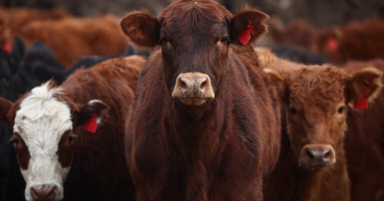 El Gobierno extendió la eliminación temporal de retenciones a la carne vacuna y avícola