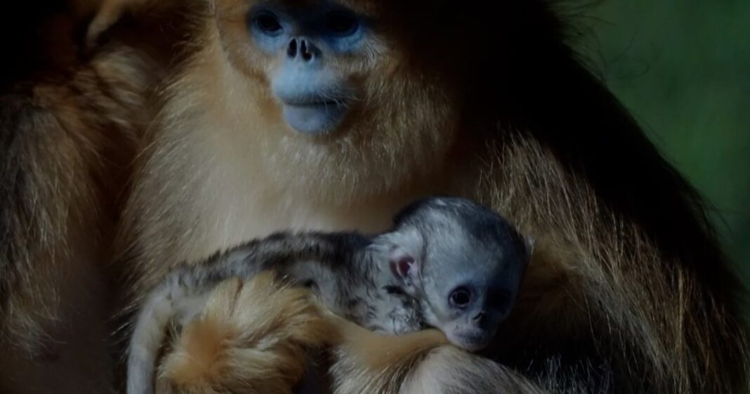 Cría de mono dorado con su madre en las instalaciones del ZooParc de Beauval, Francia.