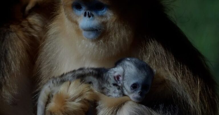 Cría de mono dorado con su madre en las instalaciones del ZooParc de Beauval, Francia.