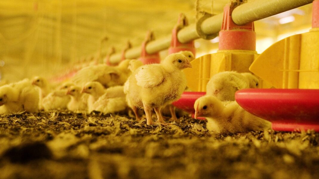 Gallinas en una granja avícola de Buenos Aires