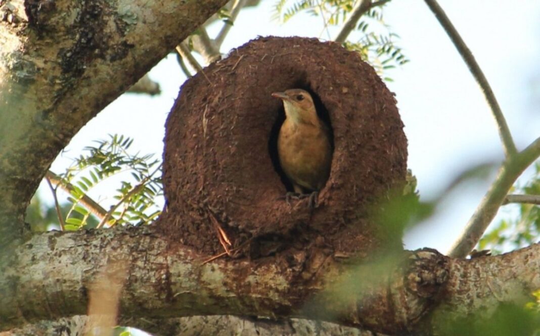 Un hornero (Furnarius rufus) posado sobre su característico nido de barro.