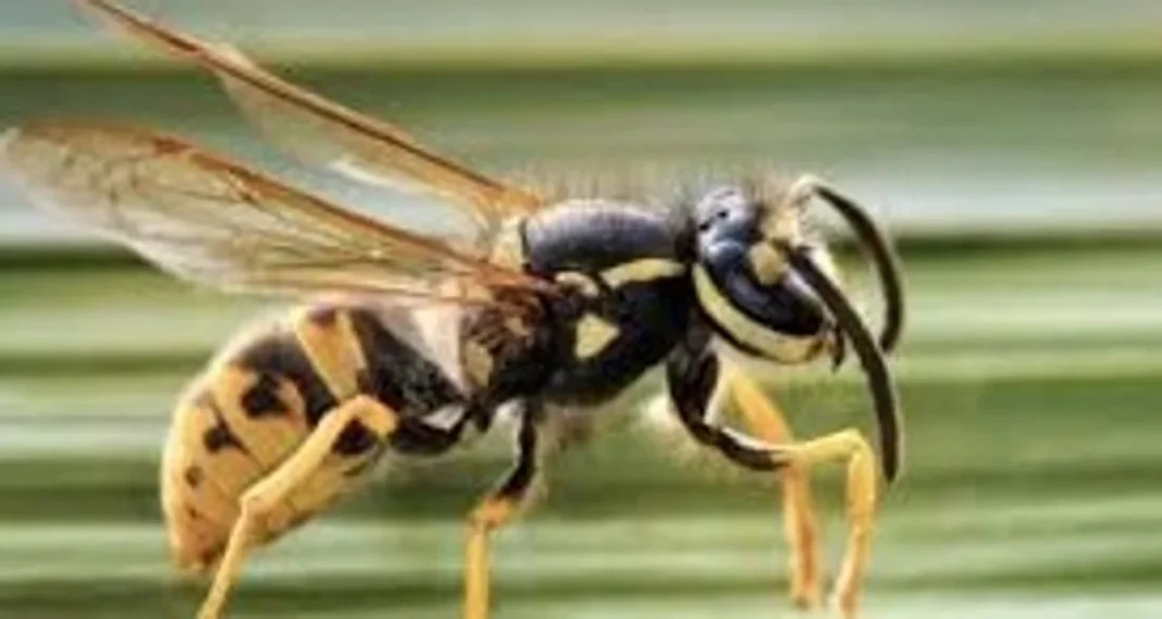 Imagen ilustrativa de una avispa chaqueta amarilla sobre fondo verde