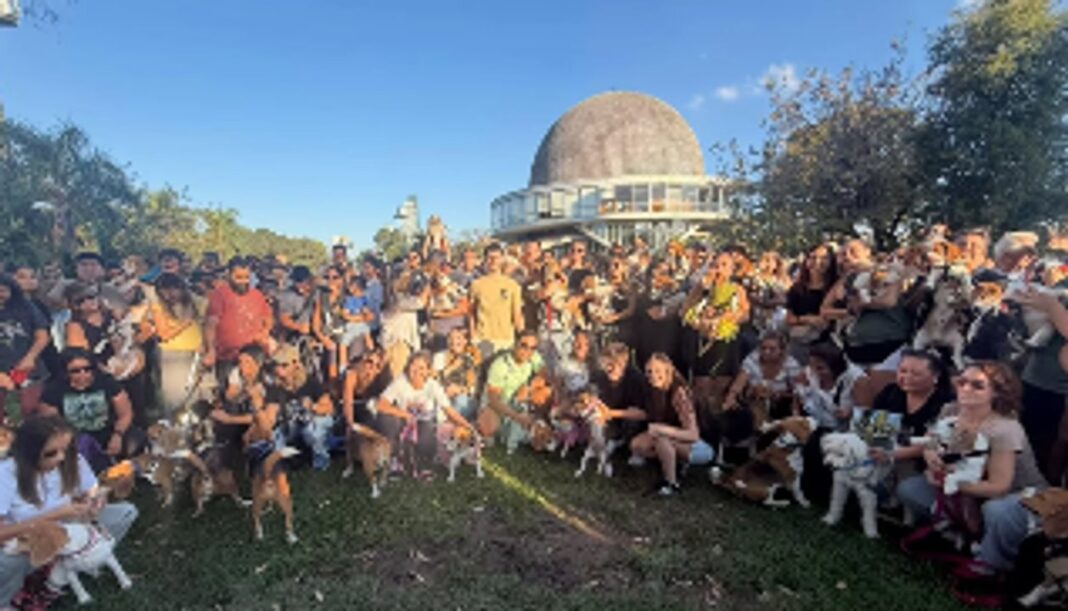 Varios perros beagle jugando y socializando en el pasto frente al Planetario Galileo Galilei de Buenos Aires