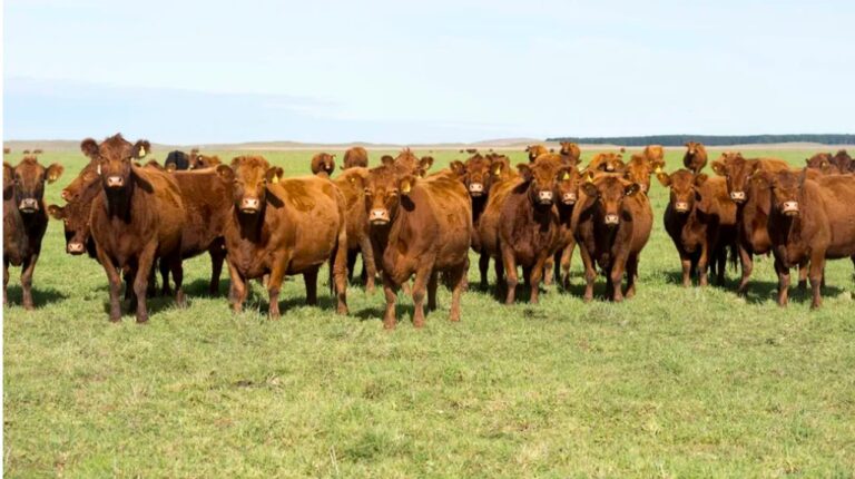 Gráfico o imagen representativa del stock ganadero en un campo de la provincia de Buenos Aires