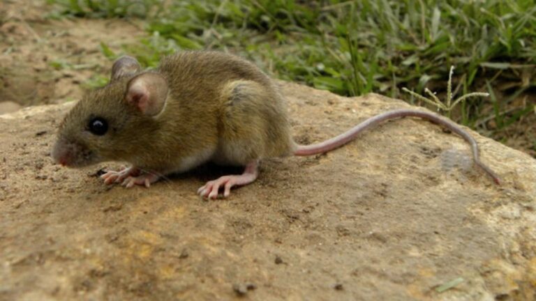 Ilustración de un roedor silvestre, principal transmisor del hantavirus