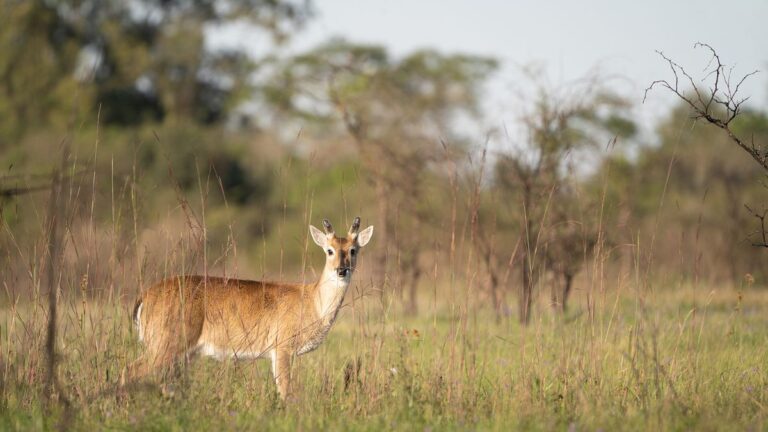 Jabalí europeo en un campo de la provincia de Buenos Aires