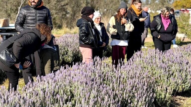 Caravana de vehículos en el jardín de lavandas La Encantada en Villalonga