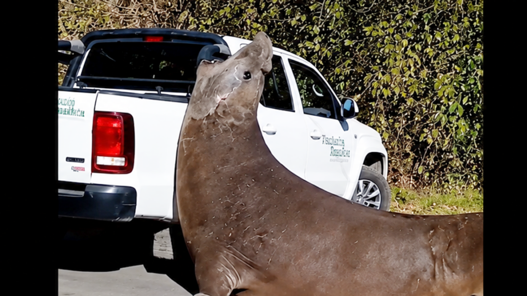 Elefante marino en Ensenada durante operativo de rescate