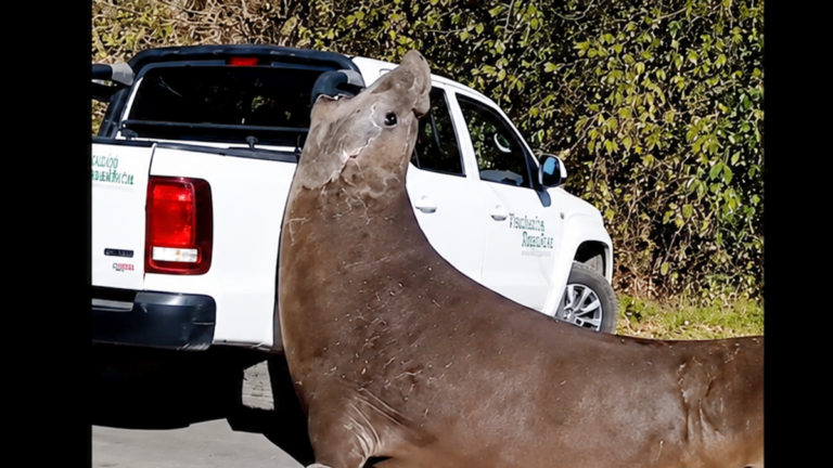 Elefante marino en Ensenada durante operativo de rescate
