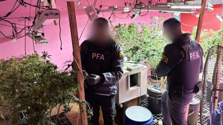 Plantas de marihuana incautadas en un allanamiento en Glew, Buenos Aires