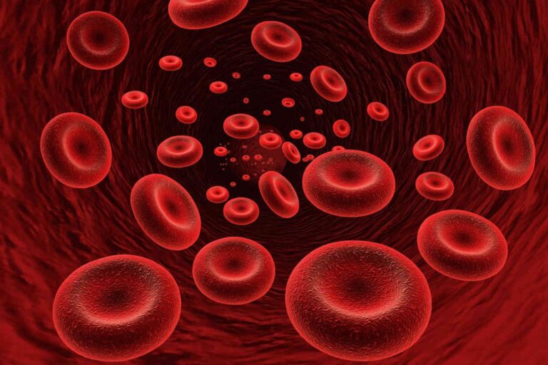 Ilustración de médula ósea con fibrosis y glóbulos rojos