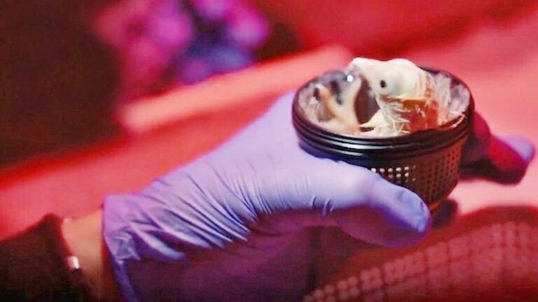 Pollito recién nacido junto a cáscara de huevo artificial de impresora 3D