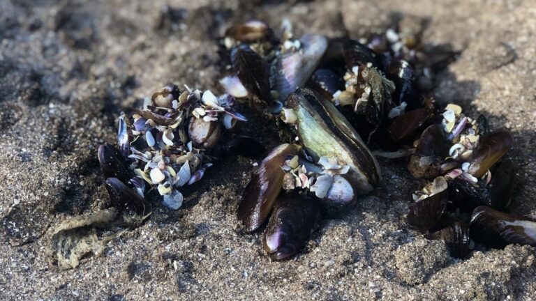 Mariscos varados en la playa tras el temporal en la costa de Buenos Aires