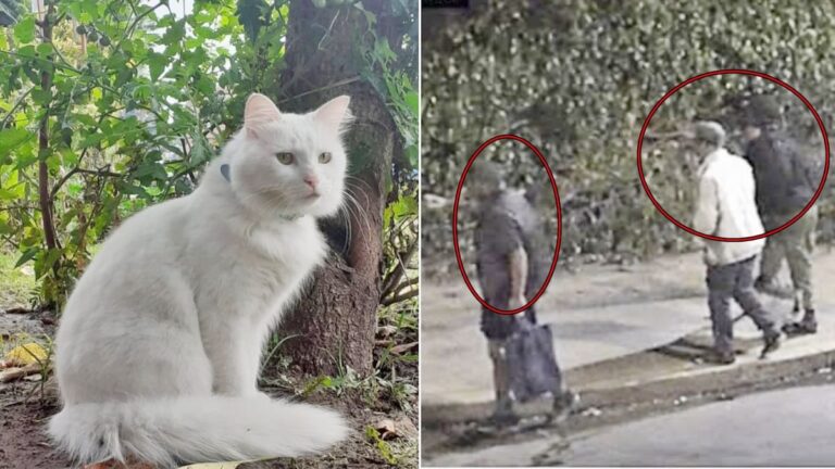 Gato de 10 años víctima de ataque en Florencio Varela