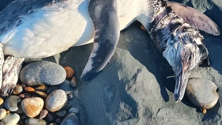 Pingüinos muertos en la costa patagónica