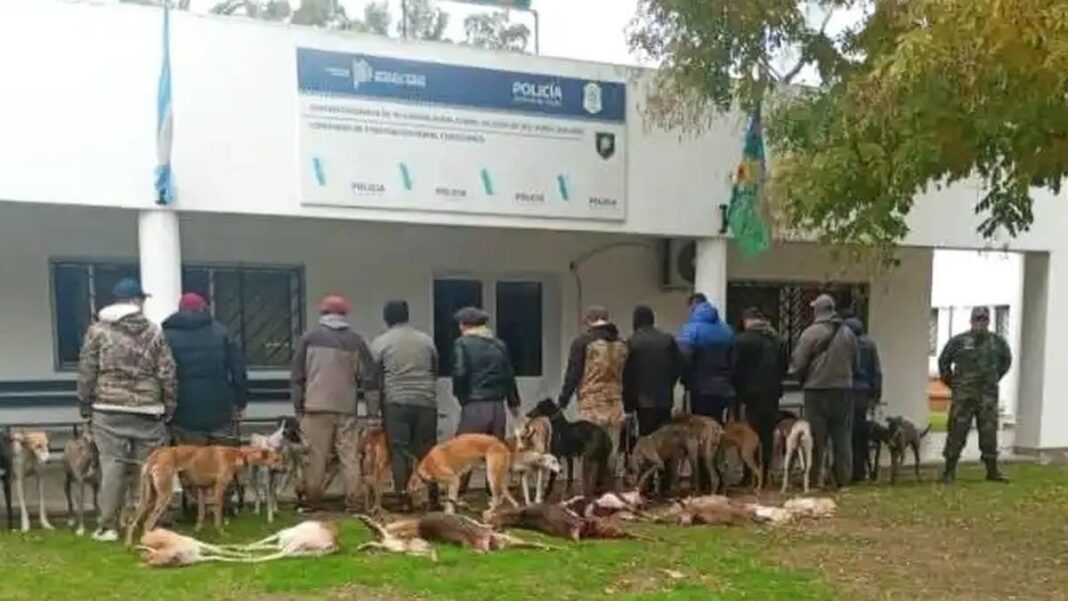 Antílopes cazados en Chascomús durante operativo de caza furtiva