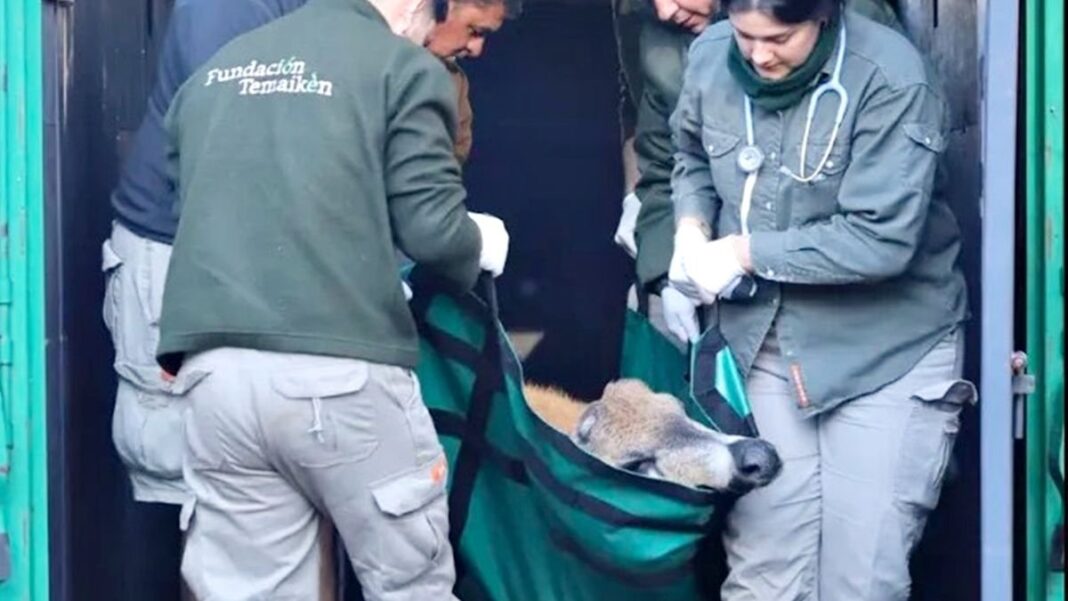 Ciervo de los pantanos en la Autopista Panamericana durante el operativo de rescate