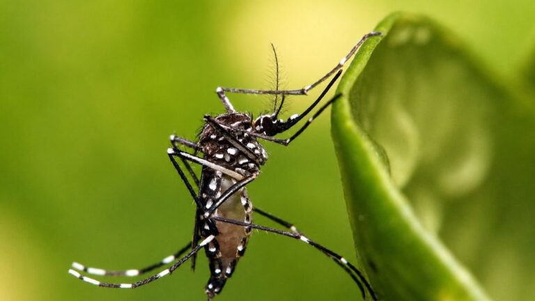 Mosquito Aedes aegypti junto a cartel de prevención contra el dengue