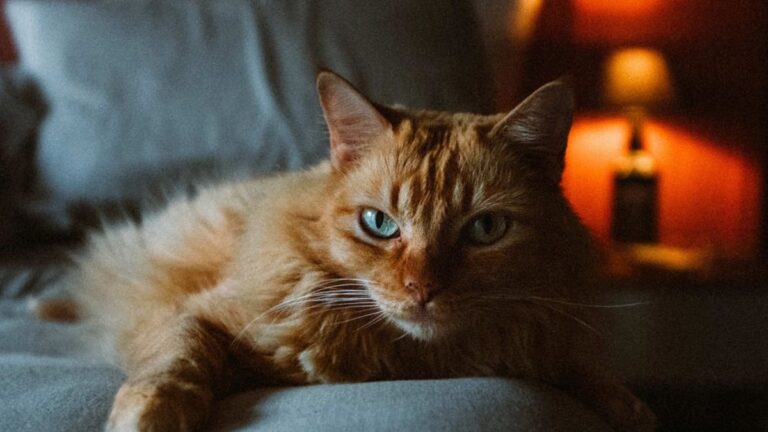 Gato durmiendo en una cama junto a una persona