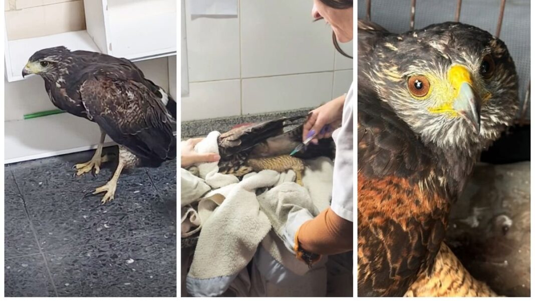 Gavilán mixto herido en atención veterinaria en Lanús