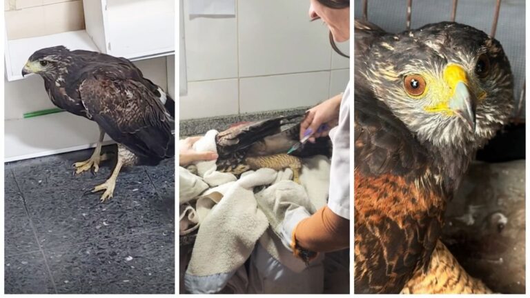 Gavilán mixto herido en atención veterinaria en Lanús