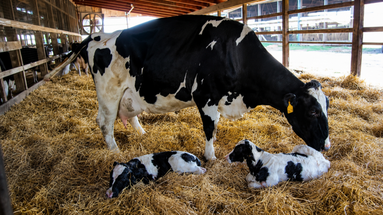 Vacas en un campo de la provincia de Buenos Aires durante el invierno