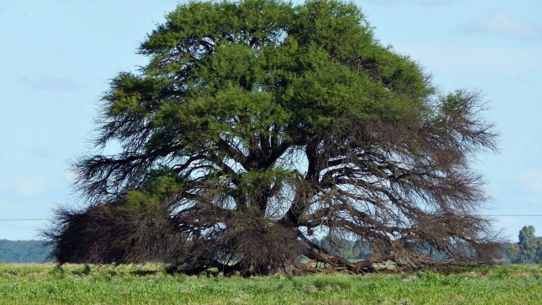 Bosque nativo de talares en la provincia de Buenos Aires
