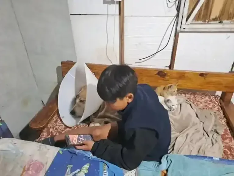 Perro labrador Teodoro tras ser apuñalado en Miramar