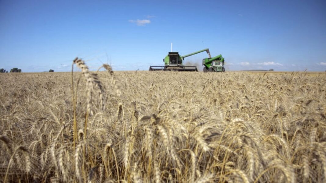 Campo de cultivo agrícola con granos de soja y maíz