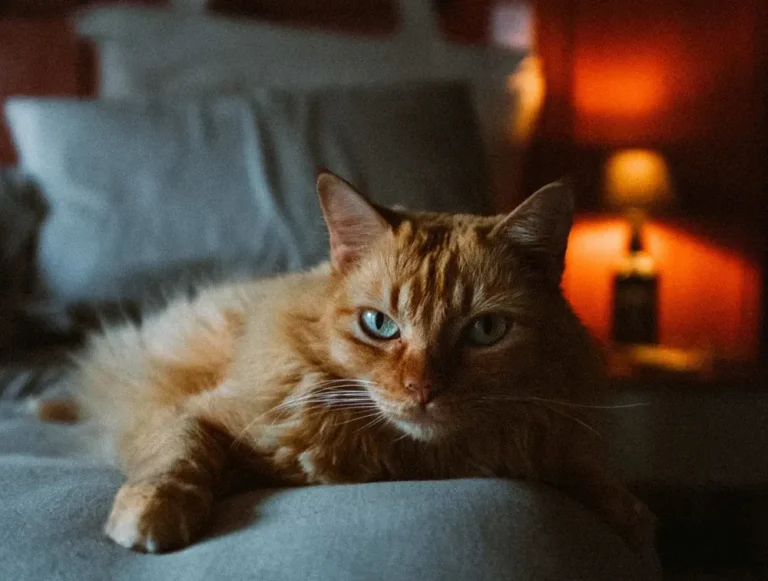 Gato durmiendo en una cama junto a una persona
