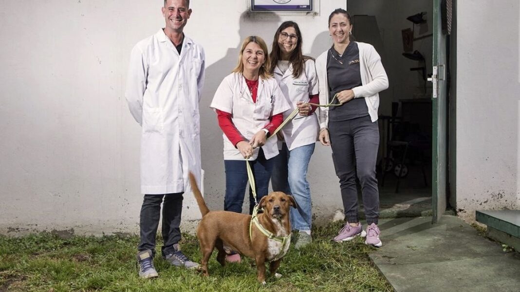 Perro adulto recibe atención veterinaria durante estudio sobre artrosis en la UNLP