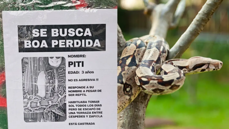 Cartel de búsqueda de la supuesta boa Piti pegado en la vía pública en Colegiales, CABA