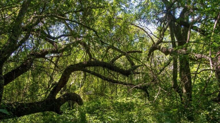 Bosque nativo en la provincia de Buenos Aires