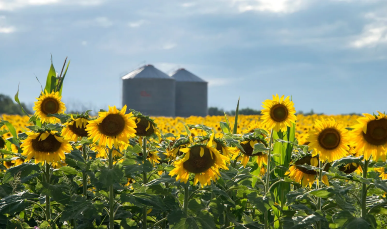 Campo de girasoles en floración