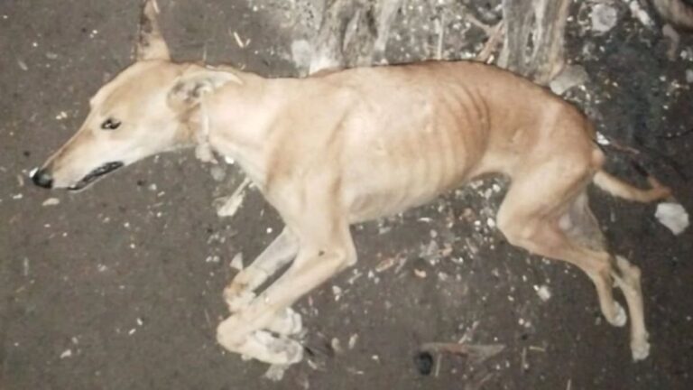 Perros en la vía pública en Bolívar