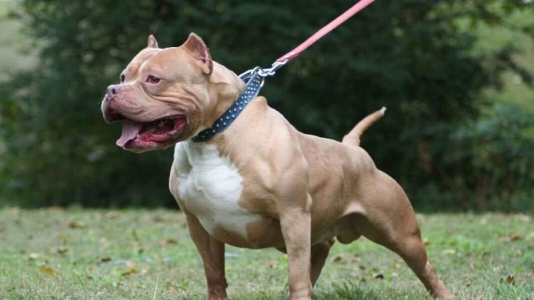 Perro pitbull en un lavadero de autos en La Plata